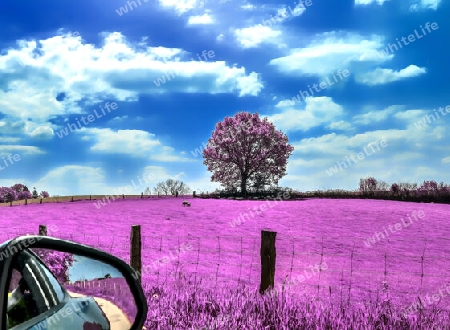 Beautiful pink infrared shots of a countryside landscape with a deep blue sky