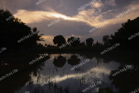 Die Abendstimmung in der Provinz Amnat Charoen nordwestlich von Ubon Ratchathani im nordosten von Thailand in Suedostasien.