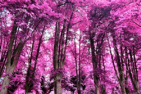 Beautiful pink and purple infrared panorama of a countryside landscape with a blue sky.