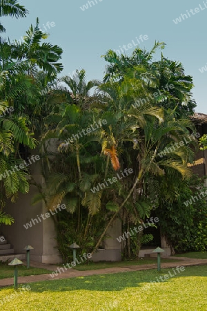 Vegetation in Sri Lanka