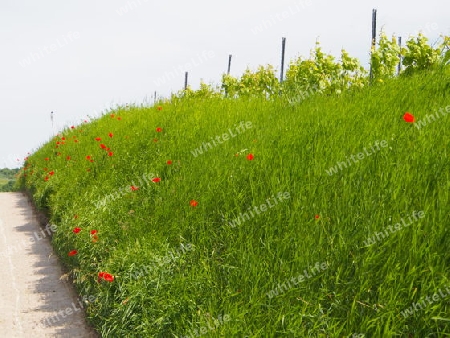 In den Weinbergen