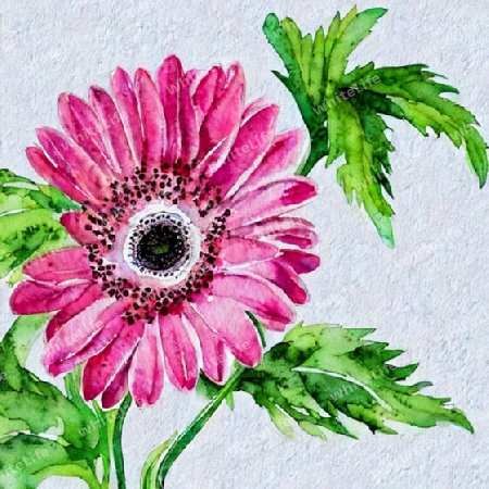 Gerbera