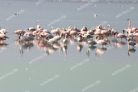 Lesser Flamingo, Phoeniconaias minor