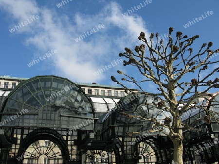 Platane am  Rathausplatz in Hamburg