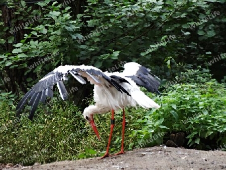 Storch