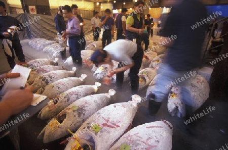 Tuna Fish at the Tsukiji Fishmarket in the City of Tokyo in Japan in Asia,