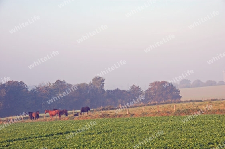 Pferde im Nebel