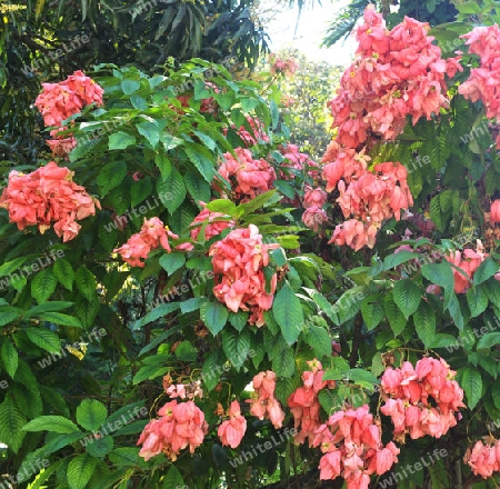 Mussaenda sirikit