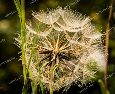 Pusteblume