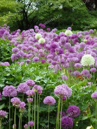 Ein Feld Alium     