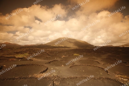 The wine agraculture in the volcanic Hills on the Island of Lanzarote on the Canary Islands of Spain in the Atlantic Ocean.
