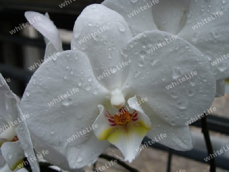 Wassertropfen an Orchidee 