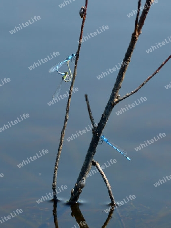 Becher Azurjunfer (Enallagma cyathigerum)