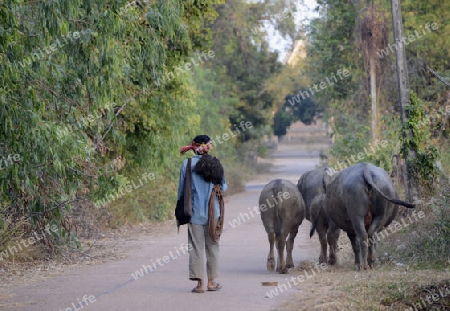 Die Landwirtschaft mit Reisfeldern im Winter bei Amnat Charoen im Isan im osten von Thailand,