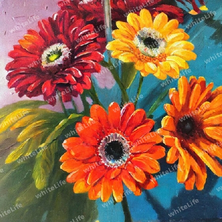 gerbera