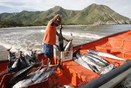 Suedamerika, Karibik, Venezuela, Nord, Chuao, National Park Hanri Pittier, Dorf, Cacao Dorf, Kakao Dorf, Beach, Strand, Boot, Taxiboot, Fisch Transport, Fischer, Dorf ohne Strassenverbindung, Wirtschaft,  