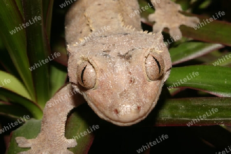 Kronengecko (Rhacodactylus ciliatus) an einer Pflanze - Portrait