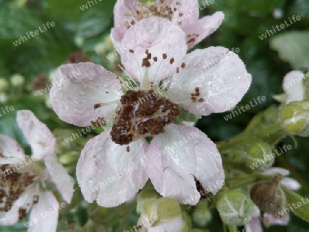 Brombeerblüte im Regen II