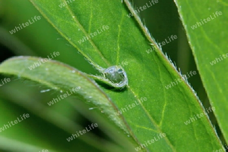 Wassertropfen