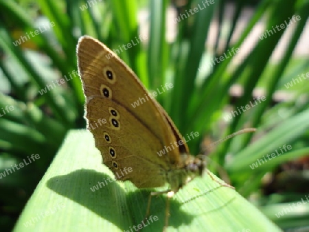 Schmetterling