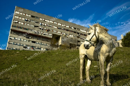 corviale's horse