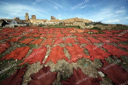 The fresh Leather gets dry on the sun near Leather production in front of the Citywall in the old City in the historical Town of Fes in Morocco in north Africa.