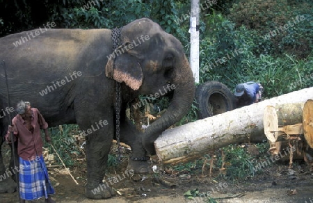 Asien, Indischer Ozean, Sri Lanka,
Ein Elefant hilft beim beladen einse Holz Transportes in der naehe von Nuwara Eliya in Zentralen Gebierge von Sri Lanka. (URS FLUEELER)






