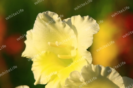 Gladiole