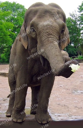 Indischer Elefant