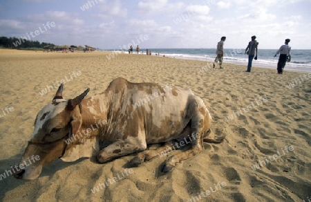 a cow on the beach of Anjuna in the Province Goa in India.