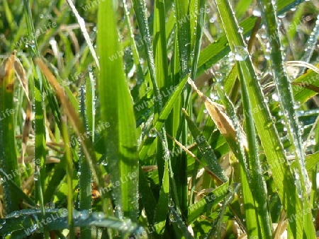 Grashalme mit Wassertropfen