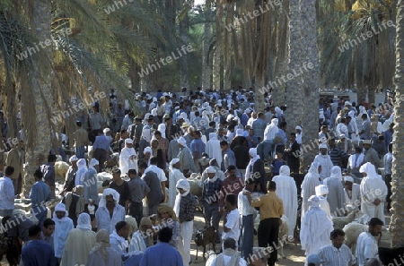 Afrika, Tunesien, Douz
Der traditionelle Donnerstag Markt in der Dattel Plantage in der Oase Douz im sueden von Tunesien. (URS FLUEELER)






