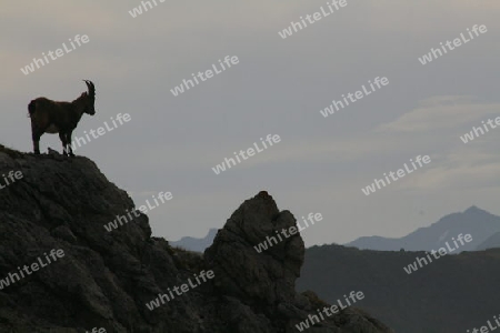 Steinbock im Gegenlich