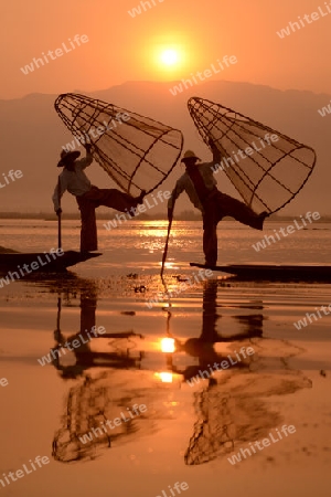 Fishermen at sunrise in the Landscape on the Inle Lake in the Shan State in the east of Myanmar in Southeastasia.