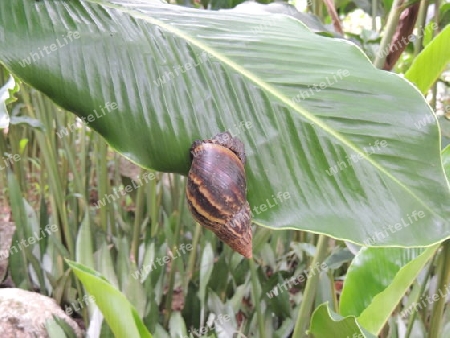 Schnecke  Seychellen