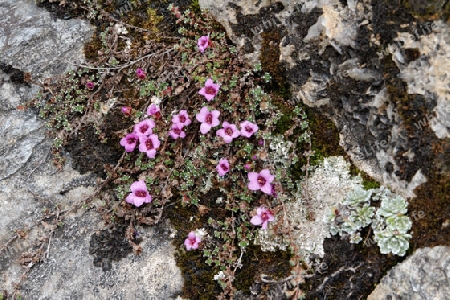 Steinbrech, Saxifraga