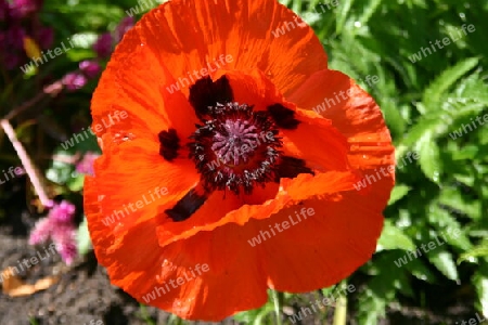 Roter Mohn