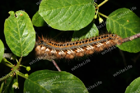 Grasgluckenraupe (Philudoria potatoria)