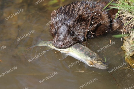 Mink mit Bachforelle