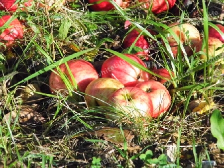 ?pfel auf den Streuobstwiesen