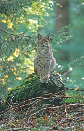 Luchs