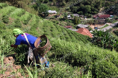 Teepfluecker ernten Teeblaetter in einer Tee Plantagen beim Bergdorf Mae Salong in der Huegellandschaft noerdlich von Chiang Rai in der Provinz Chiang Rai im Norden von Thailand in Suedostasien.