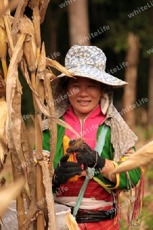 Traditionell gekleidete Frau von einem Stamm der Dara-Ang bei ernten von Maiskolben in einem Maisfeld beim Dof Chiang Dao noerdlich von Chiang Mai im Norden von Thailand