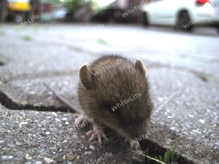 Maus an der Tankstelle