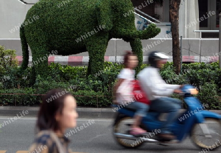 a elephant tree in the city centre at the pratunam aerea in the city of Bangkok in Thailand in Suedostasien.