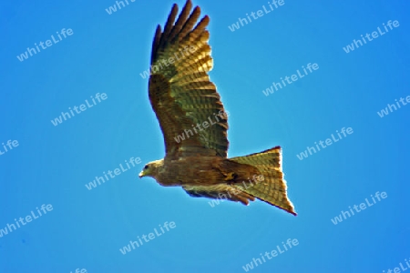 Yellow-billed Kite, Mirvus Aegyptius