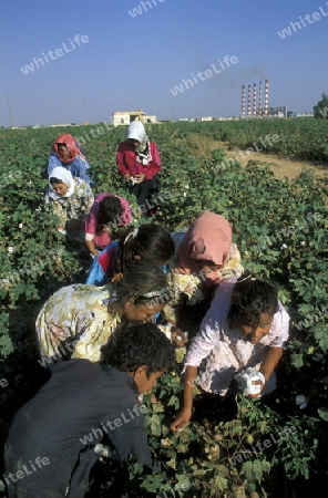 Eine Ernte auf einer Baumwolle Plantage bei Aleppo im norden von Syrien.