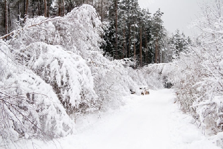 Winterwald