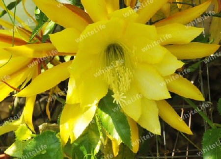 Blattkaktus, Hybride - Epiphyllum 