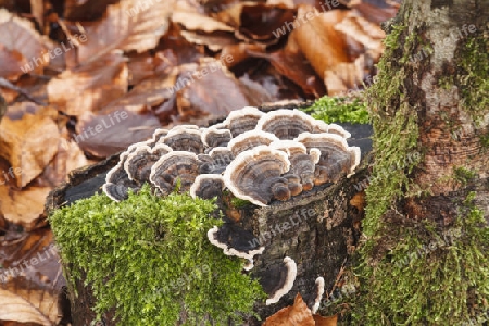 Schmetterlings-Tramete(Trametes versicolor)Porlinge _0034.dng